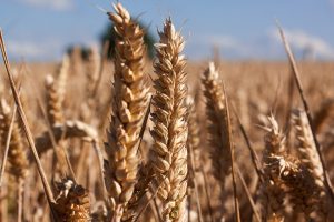 Wettelijke allergeen: Gluten